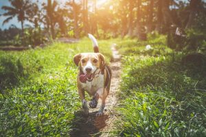 What are Some of the Benefits of Probiotics for Dogs?