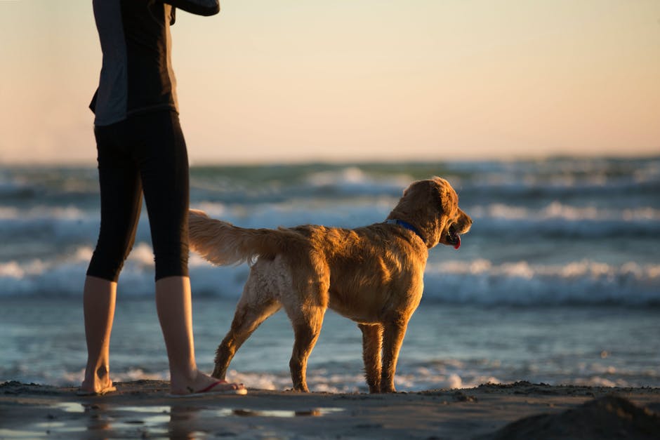 are there fish oil supplements for dogs
