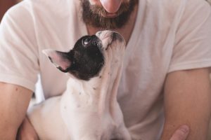 What is a Good Supplement for My Dogs?
