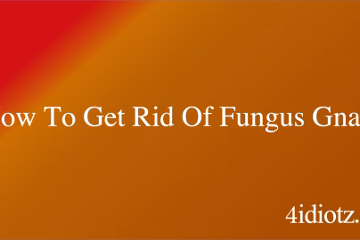 How To Get Rid Of Fungus Gnats