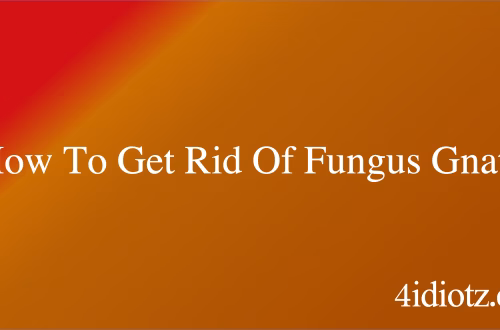 How To Get Rid Of Fungus Gnats