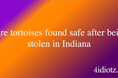 Rare tortoises found safe after being stolen in Indiana